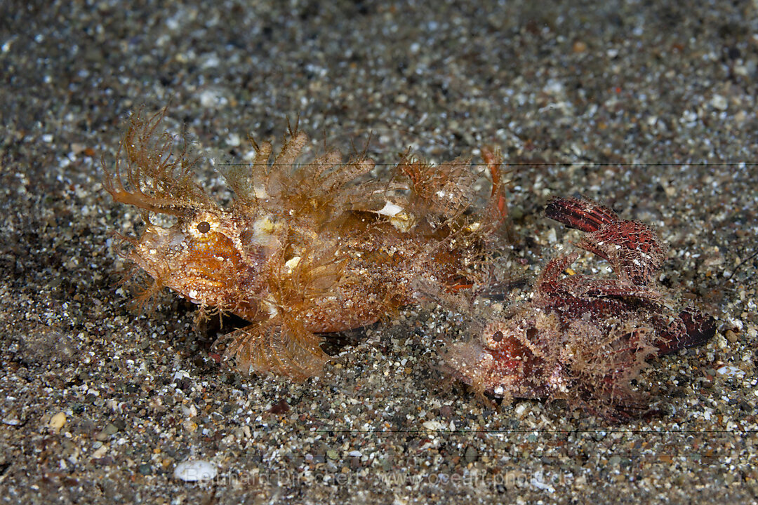 Zwei Ambon Skorpionsfische, Pteroidichthys amboinensis, Mabini, Luzon, Philippinensee, Philippinen