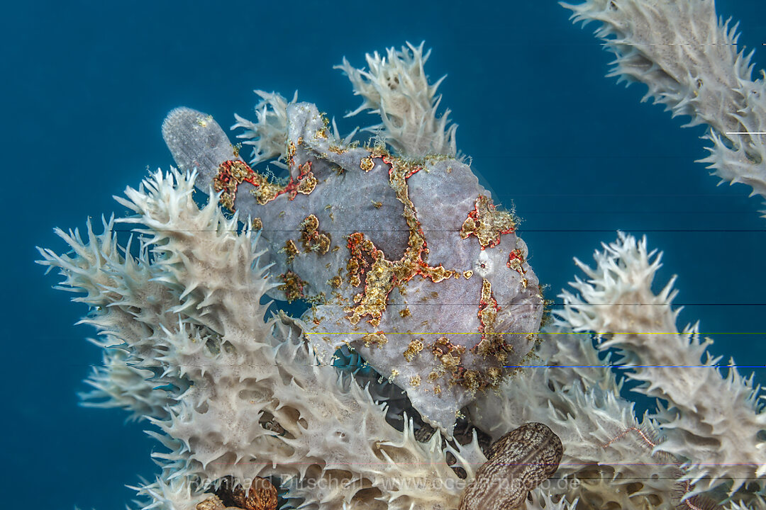 Augenfleck-Anglerfisch, Antennarius multiocellatus, Mabini, Luzon, Philippinensee, Philippinen