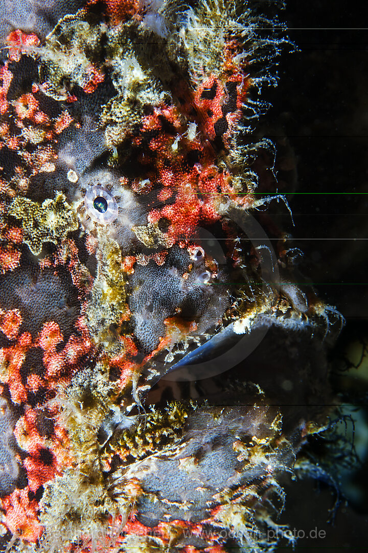 Augenfleck-Anglerfisch, Antennarius multiocellatus, Mabini, Luzon, Philippinensee, Philippinen