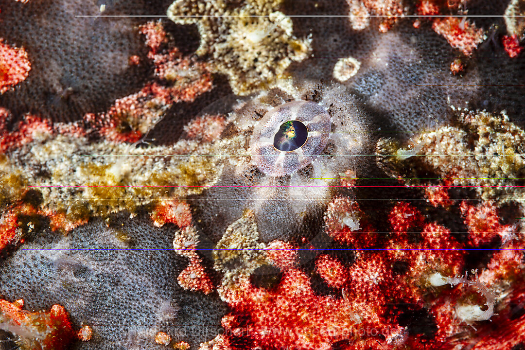 Augenfleck-Anglerfisch, Antennarius multiocellatus, Mabini, Luzon, Philippinensee, Philippinen