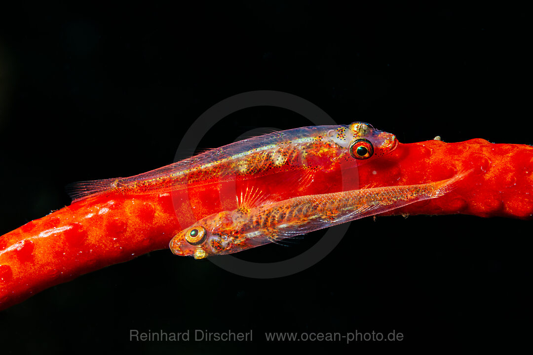 Paar Peitschenkorallen-Zwerggrundeln, Bryaninops youngei, Mabini, Luzon, Philippinensee, Philippinen
