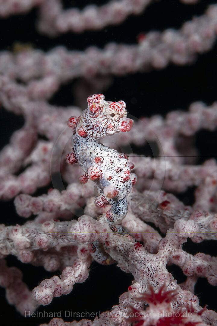 Bargibanti Zwerg-Seepferdchen, Hippocampus bargibanti, Mabini, Luzon, Philippinensee, Philippinen