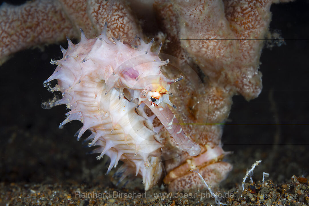 Dorniges Seepferdchen, Hippocampus histrix, Mabini, Luzon, Philippinensee, Philippinen
