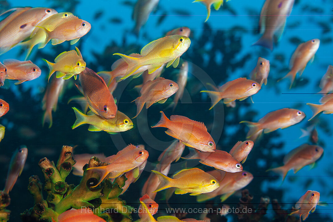 Harems-Fahnenbarsche, Pseudanthias squamipinnis, Mabini, Luzon, Philippinensee, Philippinen
