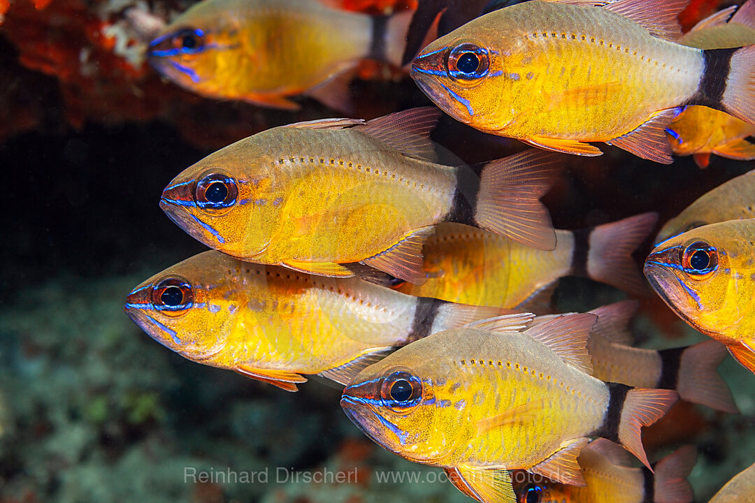 Schwarzbinden-Kardinalfische, Apogon aureus, Mabini, Luzon, Philippinensee, Philippinen
