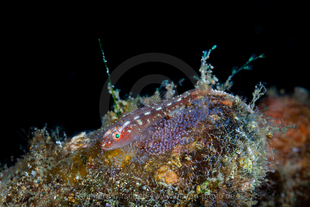 Geistergrundel, Eiablage, Laich, Pleurosicya mossambica , Mabini, Luzon, Philippinensee, Philippinen