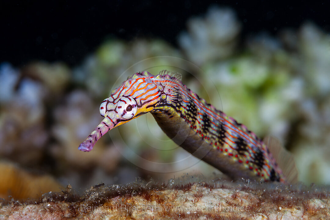 Brown-banded Pipefish, Corythoichthys haematopterus, Mabini, Luzon, Philippine Sea, Philippines