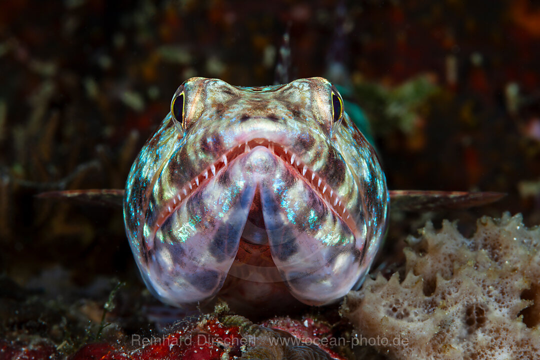 Riff-Eidechsenfisch, Synodus variegatus, Mabini, Luzon, Philippinensee, Philippinen