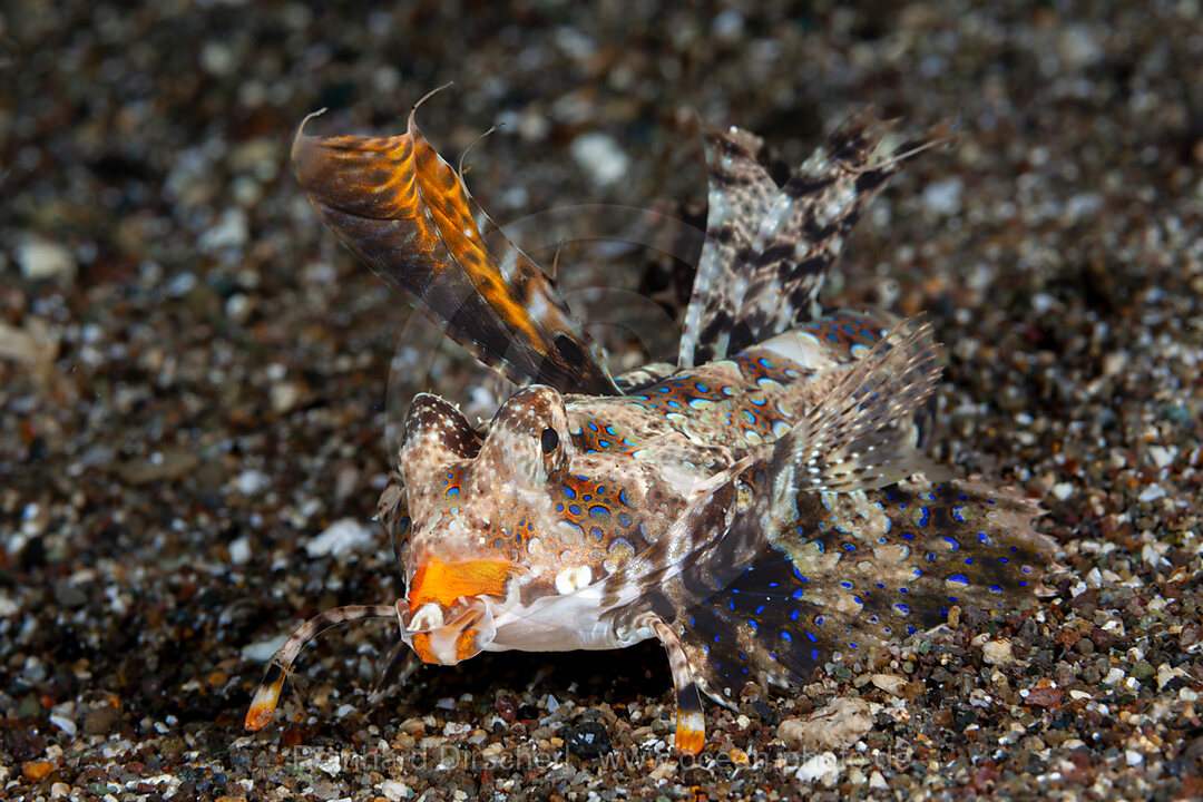 Finger-Leierfisch, Dactylopus dactylopus, Mabini, Luzon, Philippinensee, Philippinen