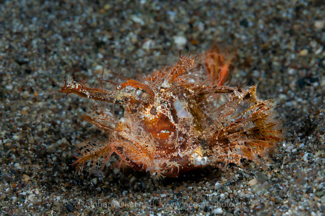 Ambon Skorpionsfisch, Pteroidichthys amboinensis, Mabini, Luzon, Philippinensee, Philippinen