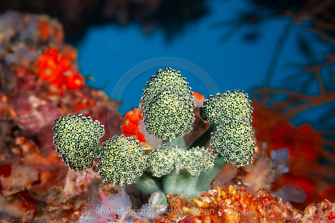 Lollipop Tunicate, Nephtheis fascicularis, Mabini, Luzon, Philippine Sea, Philippines