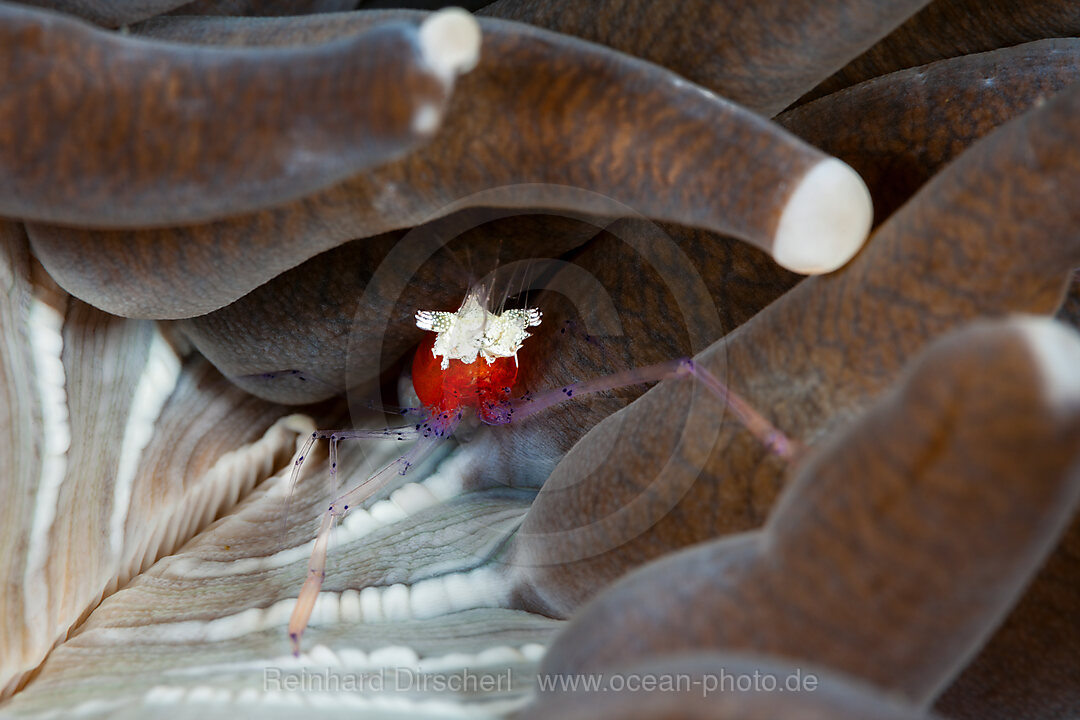 Commensal Shrimp in Sea anemone, Periclimenes kororensis, Mabini, Luzon, Philippine Sea, Philippines