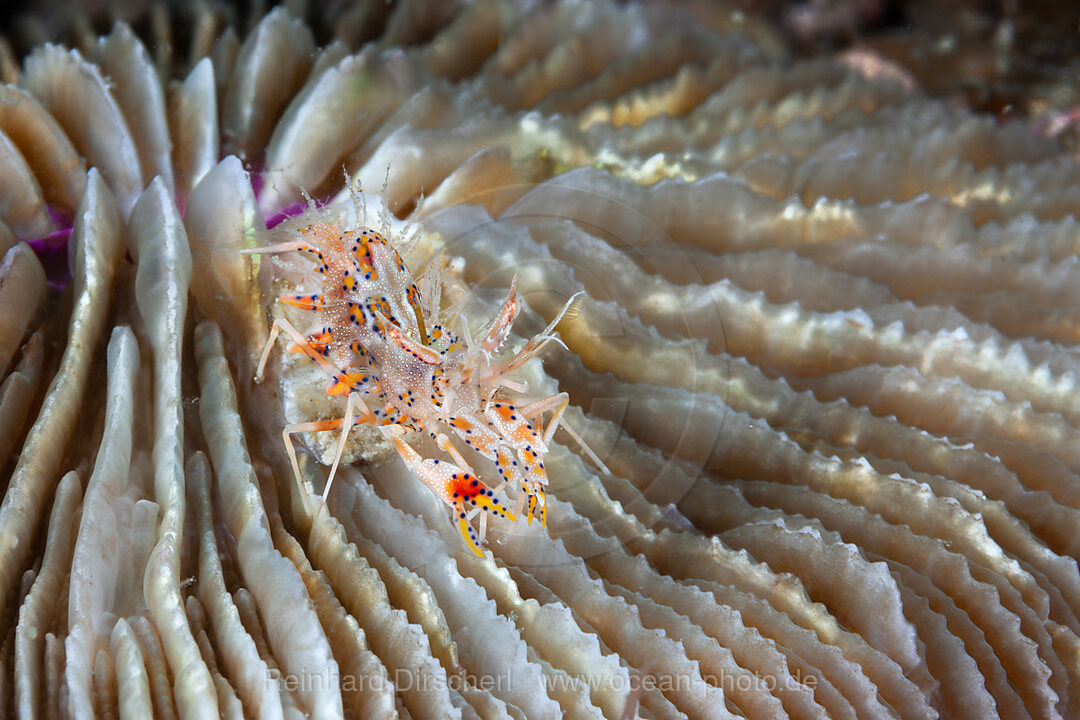 Spiny Tiger Shrimp, Phyllognathia ceratophthalmus, Mabini, Luzon, Philippine Sea, Philippines