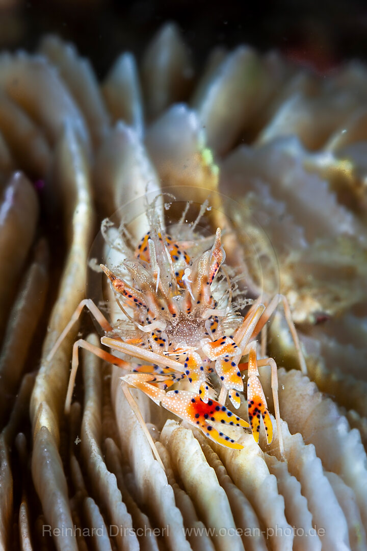 Tiger-Garnelen, Phyllognathia ceratophthalmus, Mabini, Luzon, Philippinensee, Philippinen