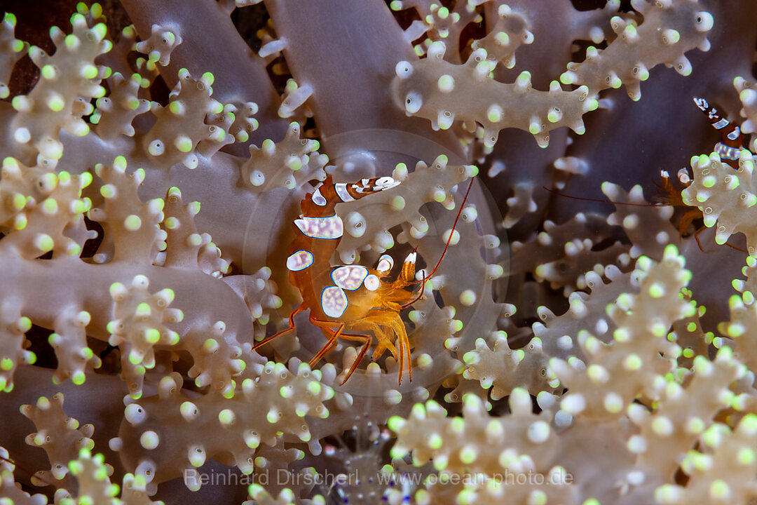 Squat Shrimp, Thor amboinensis, Mabini, Luzon, Philippine Sea, Philippines