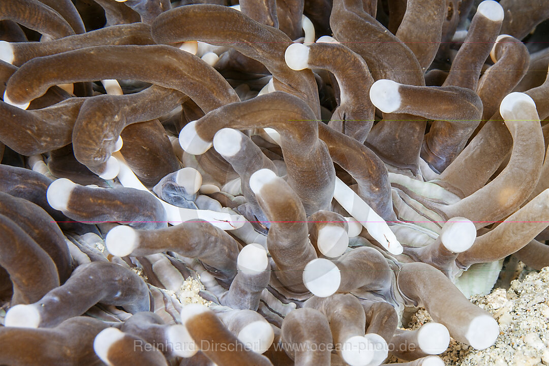 Pilzkorallen-Seenadel, Siokunichthys nigrolineatus, Mabini, Luzon, Philippinensee, Philippinen