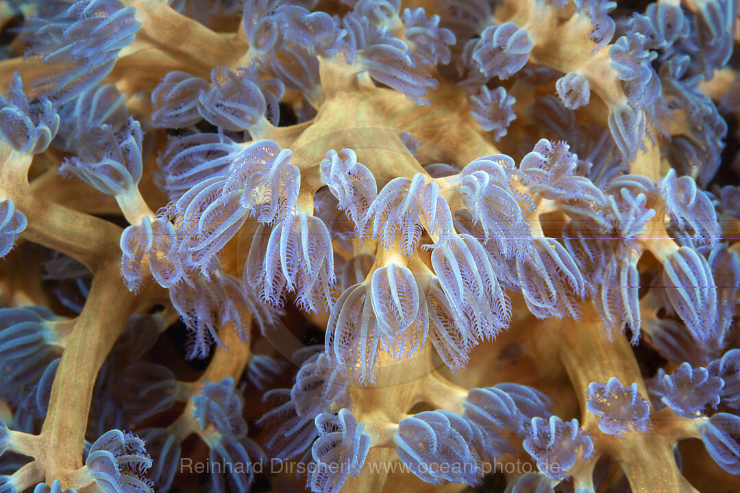 Kolonie von Korallenpolypen, Corallus, Mabini, Luzon, Philippinensee, Philippinen