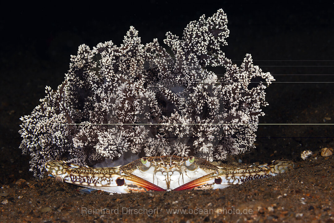Blaue Schwimmkrabbe, Portunus pelagicus, Mabini, Luzon, Philippinensee, Philippinen