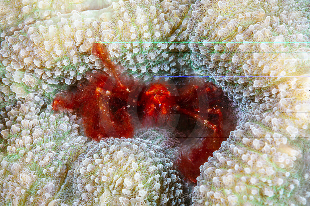 Orang-Utan Krabbe, Achaeus japonicus, Mabini, Luzon, Philippinensee, Philippinen