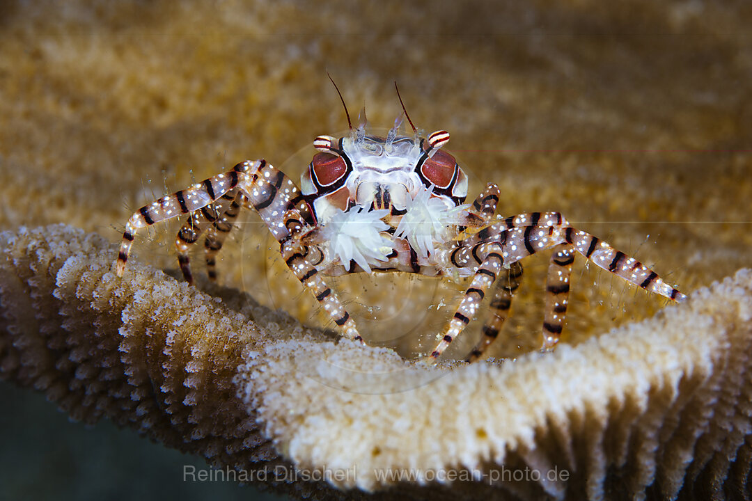 Boxerkrabbe, Pompom-Krabbe, Lybia tessellata, Mabini, Luzon, Philippinensee, Philippinen