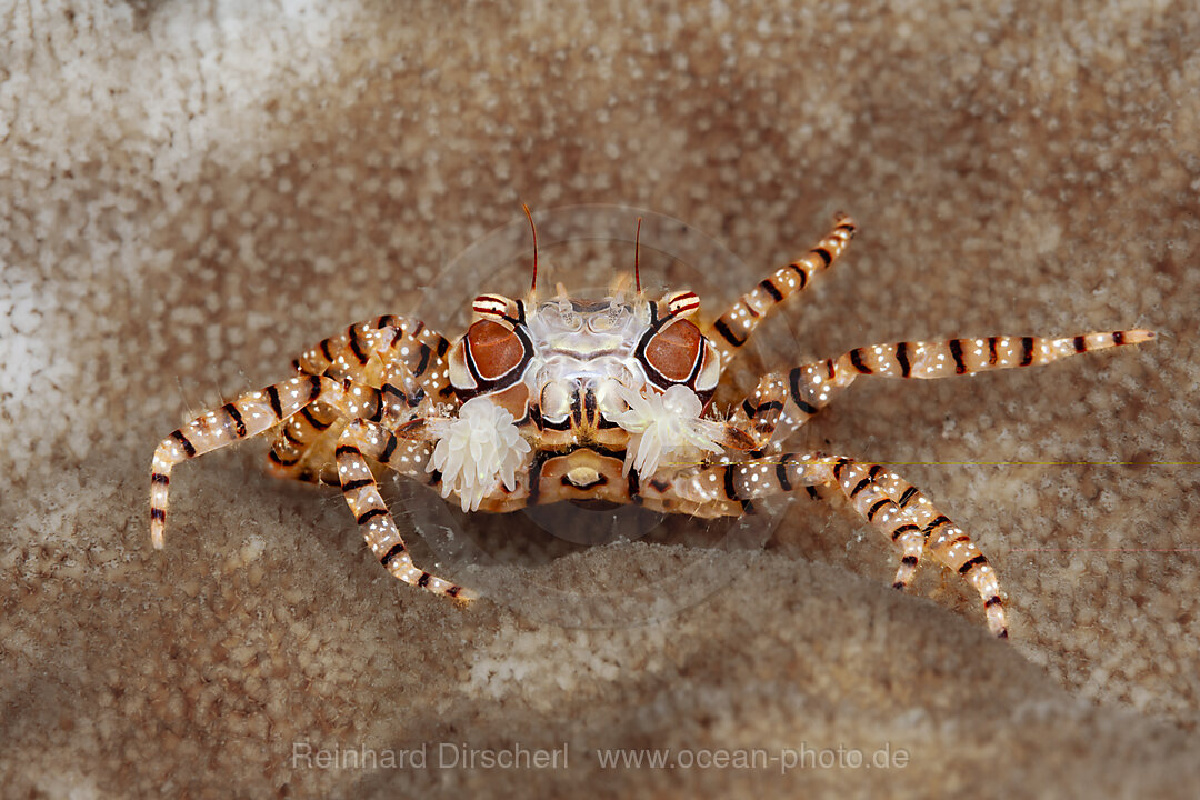 Boxerkrabbe, Pompom-Krabbe, Lybia tessellata, Mabini, Luzon, Philippinensee, Philippinen
