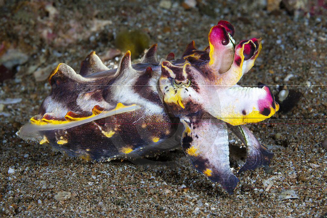 Pfeffers Prachtsepie, Metasepia pfefferi, Mabini, Luzon, Philippinensee, Philippinen