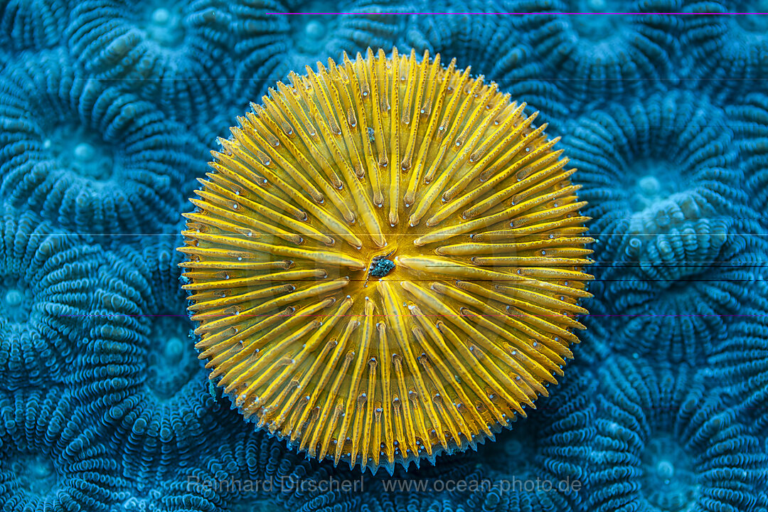 Fluoreszierende Pilzkoralle, Fungia fungites, Mabini, Luzon, Philippinensee, Philippinen