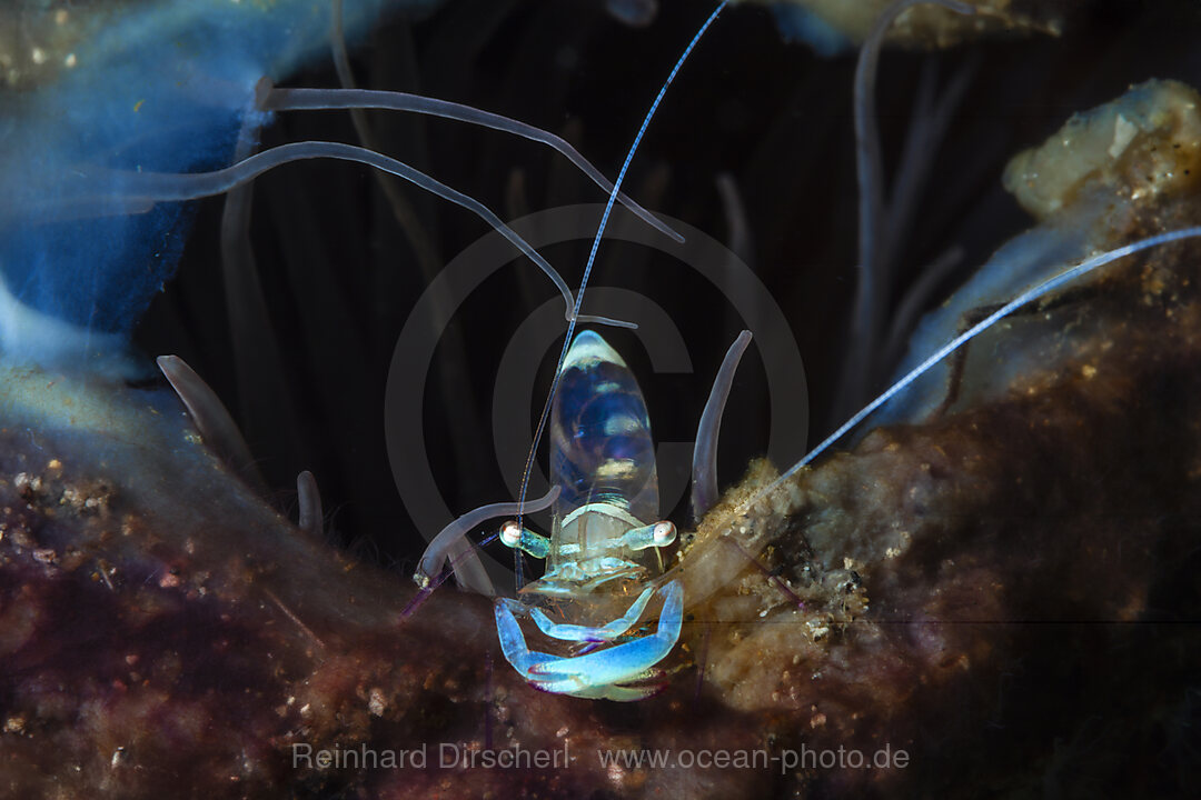 Partnergarnele auf Zylinderrose, Periclimenes tosaensis, Mabini, Luzon, Philippinensee, Philippinen