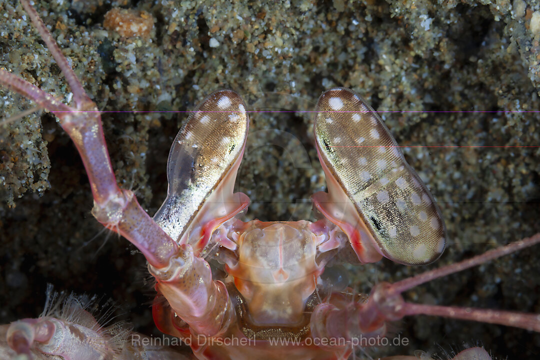 Augen eines Speer-Fangschreckenkrebs, Lysiosquillina sp., Mabini, Luzon, Philippinensee, Philippinen