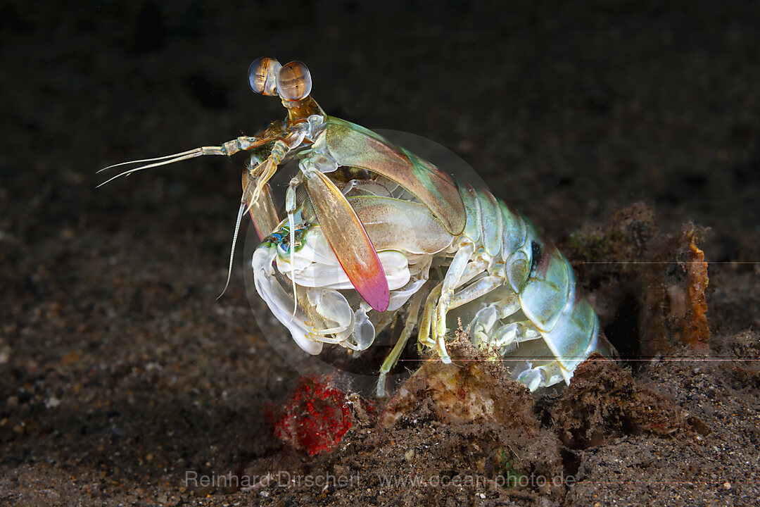 Fangschrecken-Schmetterkrebs, Odontodactylus cultrifer, Mabini, Luzon, Philippinensee, Philippinen