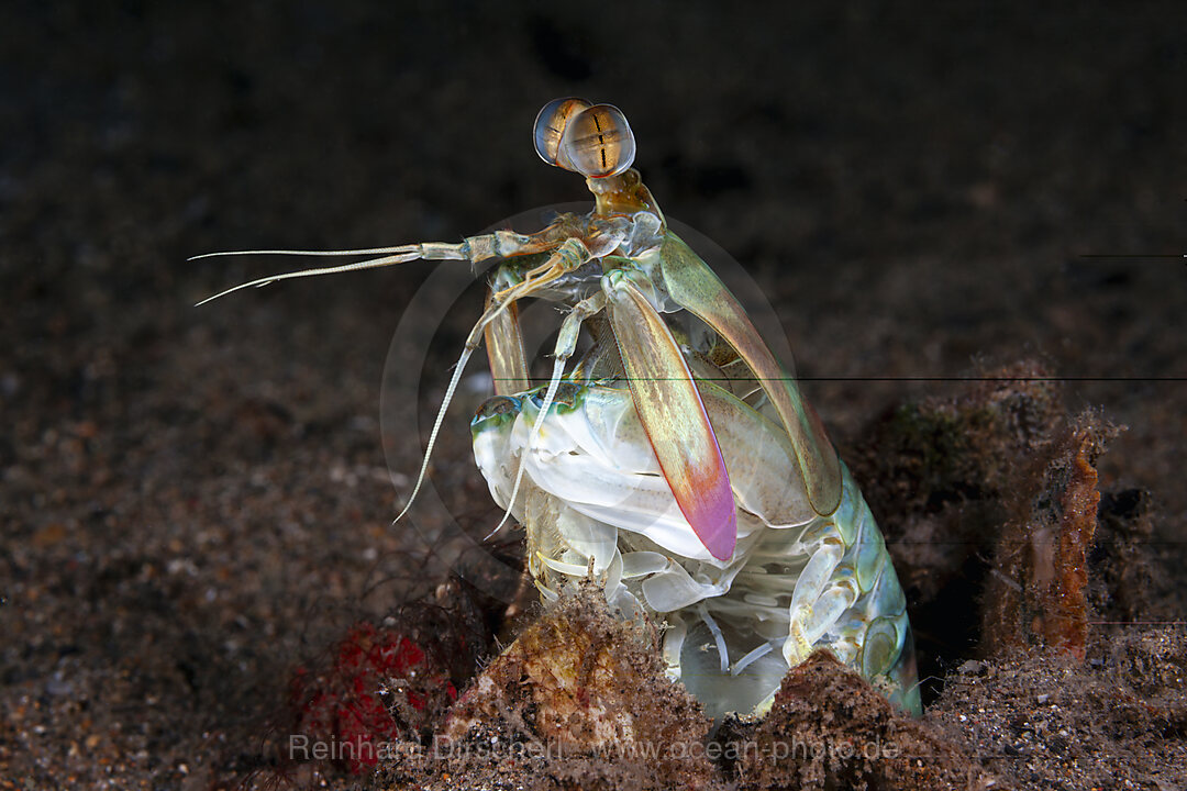 Fangschrecken-Schmetterkrebs, Odontodactylus cultrifer, Mabini, Luzon, Philippinensee, Philippinen