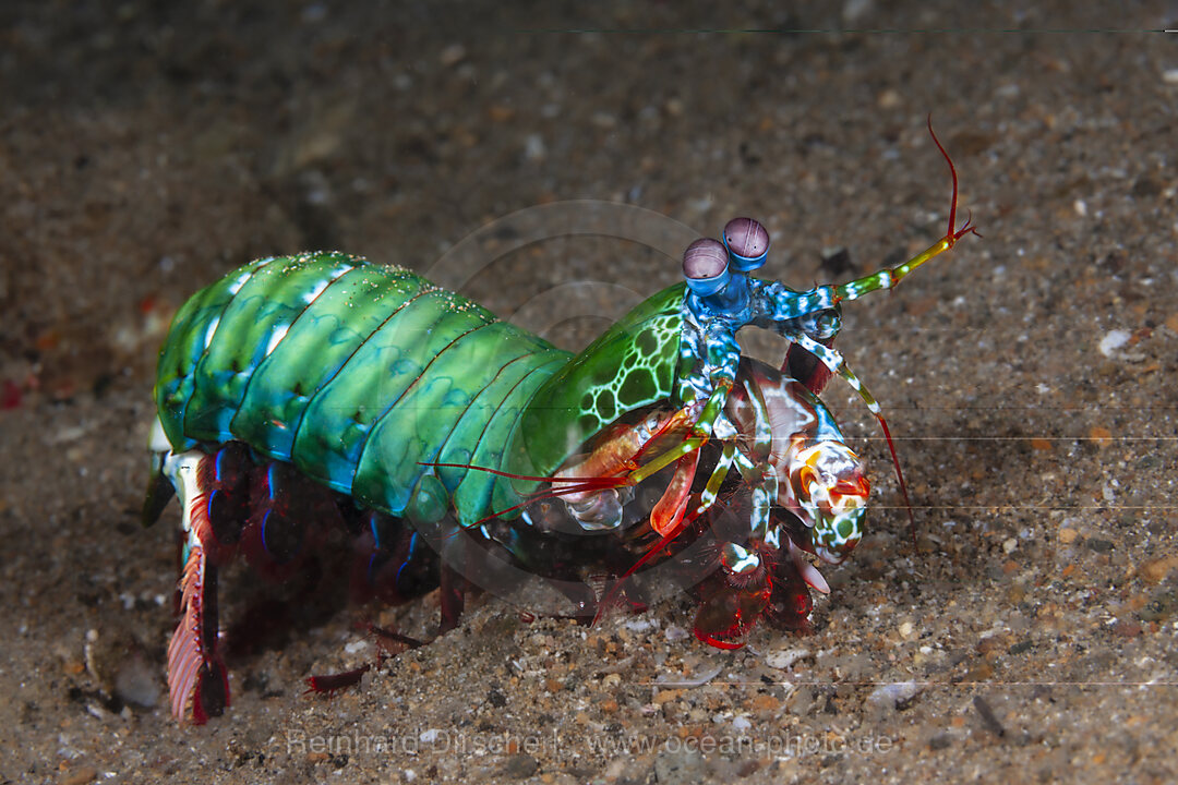 Fangschrecken-Schmetterkrebs, Odontodactylus scyllarus, Mabini, Luzon, Philippinensee, Philippinen