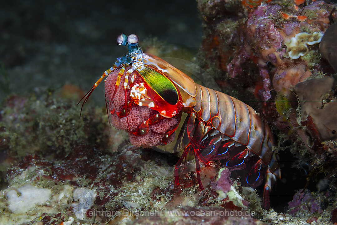 Fangschrecken-Schmetterkrebs mit Eiern, Odontodactylus scyllarus, Mabini, Luzon, Philippinensee, Philippinen