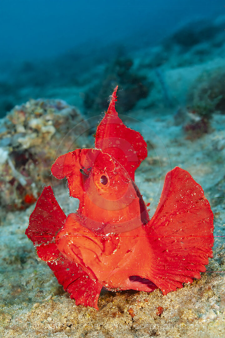 Eschmyers Schluckspecht, Rhinopias eschmeyeri, Mabini, Luzon, Philippinensee, Philippinen