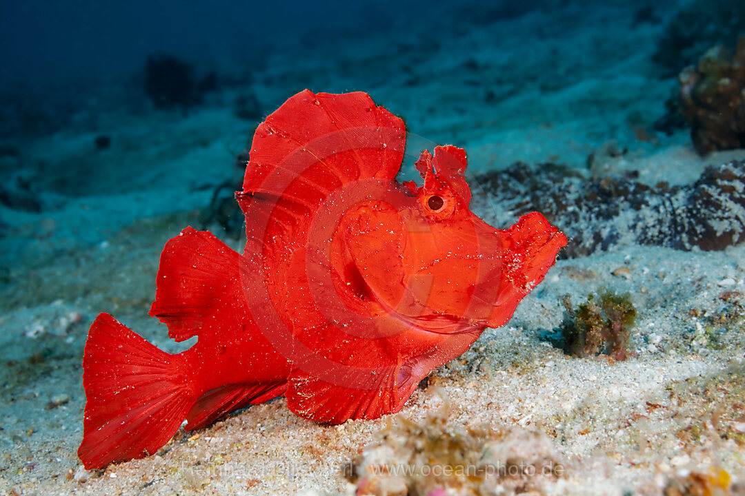 Eschmyers Schluckspecht, Rhinopias eschmeyeri, Mabini, Luzon, Philippinensee, Philippinen