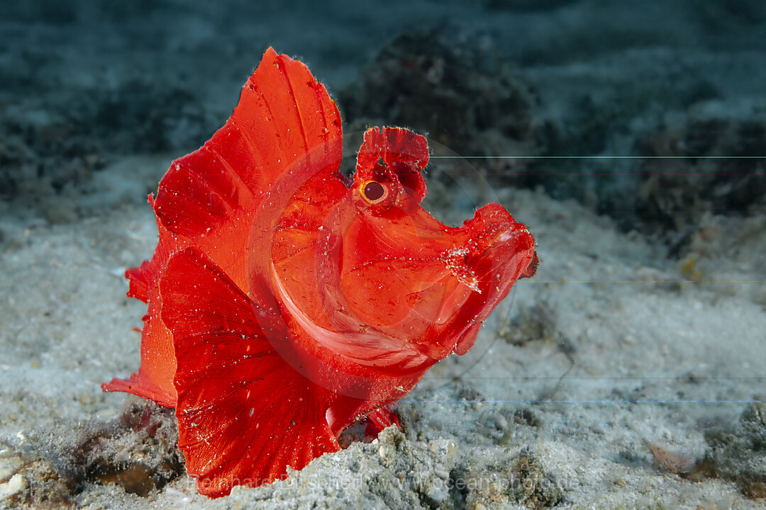 Eschmyers Schluckspecht, Rhinopias eschmeyeri, Mabini, Luzon, Philippinensee, Philippinen