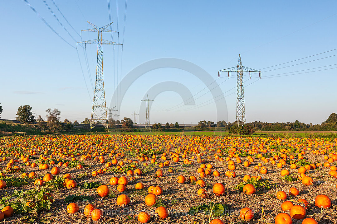 Kürbisfeld vor Stromtrasse, n/a, Muenchen, Deutschland