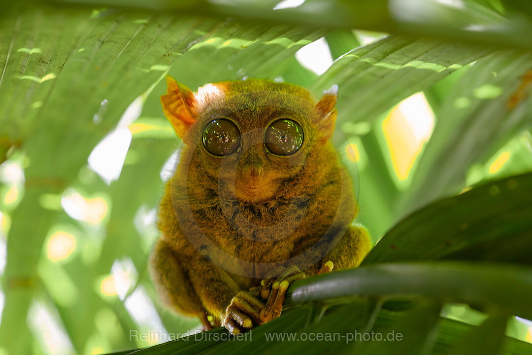 Philippinischer Tarsier, Koboldmaki, Carlito syrichta, Tarsius syrichta, Bohol, Philippinen