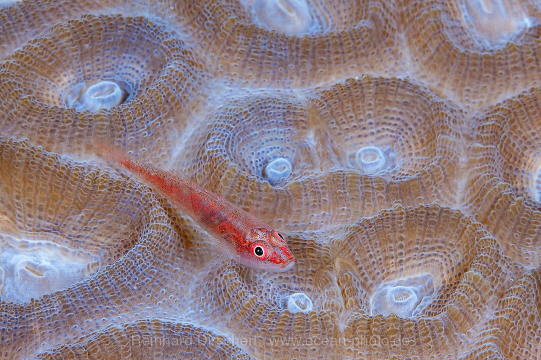 Zwerggrundel, Pleurosicya sp., Loon, Bohol, Cebu Strait, Philippinensee, Philippinen