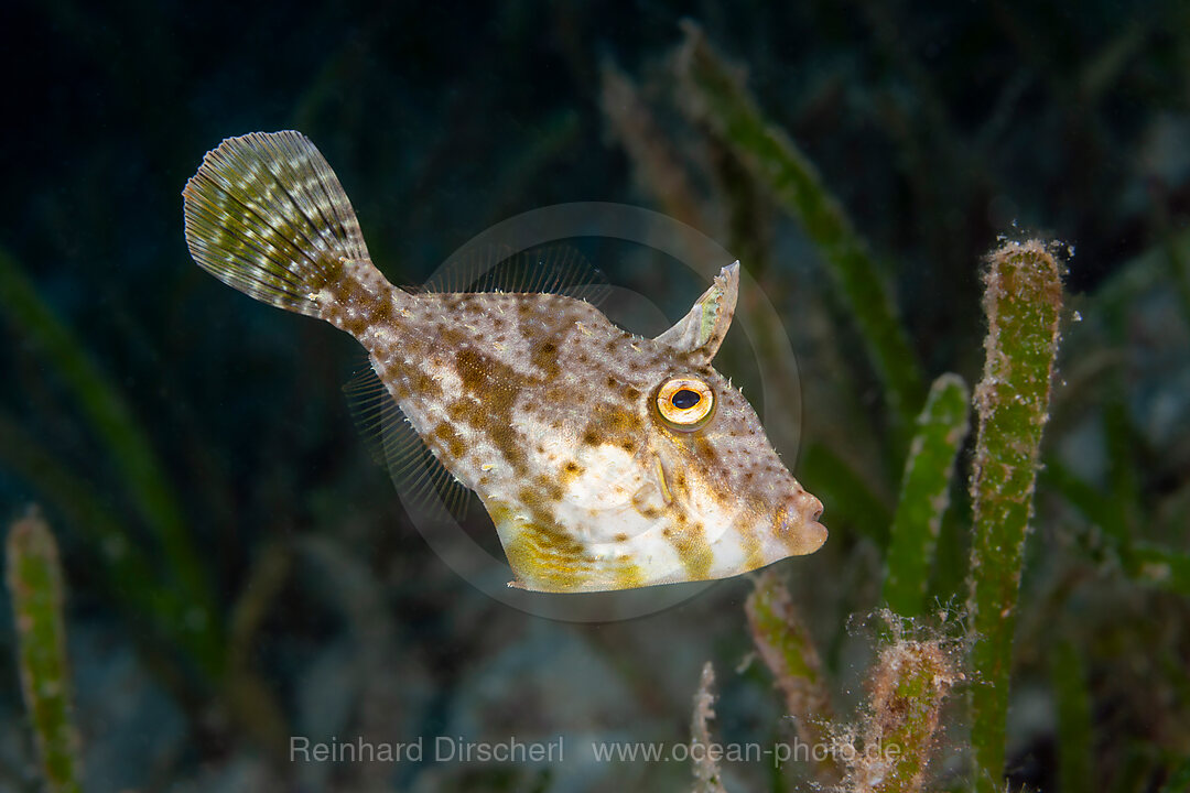 Haarflossen-Feilenfisch, Paramonacanthus oblongus, Loon, Bohol, Cebu Strait, Philippinensee, Philippinen