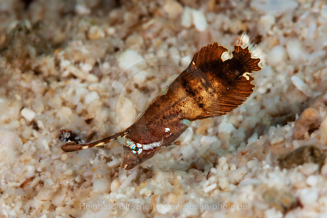 Junger Pfauen-Lippfisch, Iniistius pavo, Loon, Bohol, Cebu Strait, Philippinensee, Philippinen