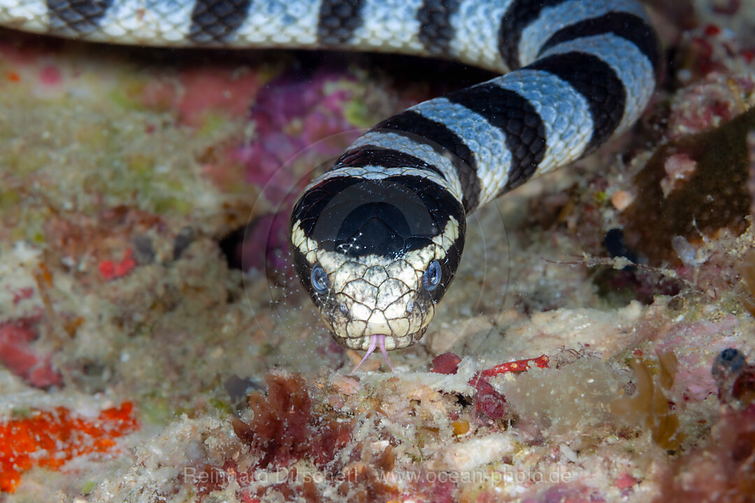 Giftige Gebaenderte Gelblippen-Seeschlange, Laticauda colubrina, Loon, Bohol, Cebu Strait, Philippinensee, Philippinen
