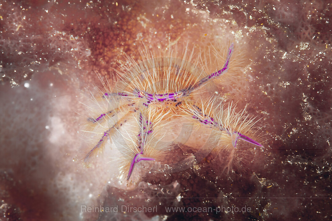 Hairy Squat Lobster, Lauriea siagiani, Loon, Bohol, Cebu Strait, Philippine Sea, Philippines