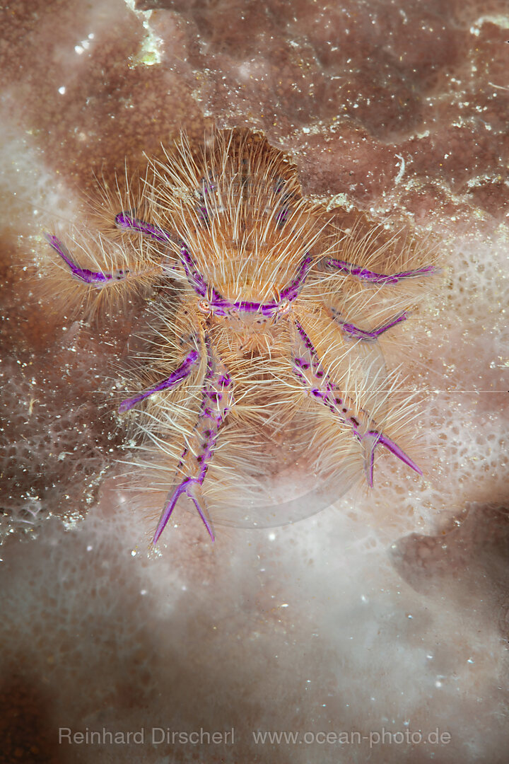 Hairy Squat Lobster, Lauriea siagiani, Loon, Bohol, Cebu Strait, Philippine Sea, Philippines