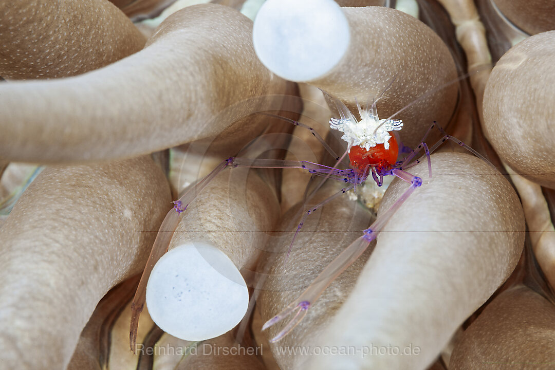Commensal Shrimp in Sea anemone, Periclimenes kororensis, Loon, Bohol, Cebu Strait, Philippine Sea, Philippines