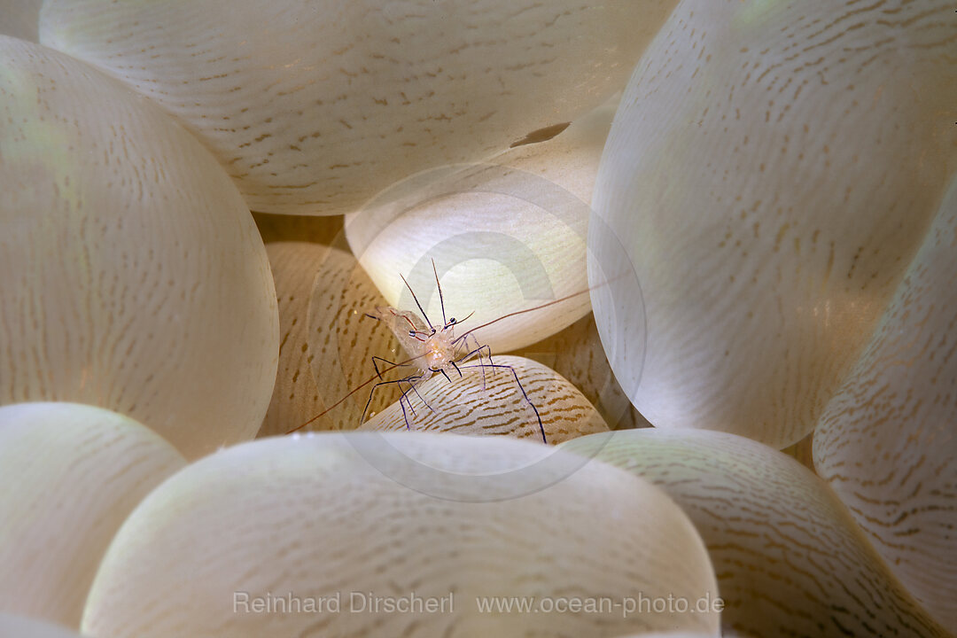 Bubble Coral Shrimp, Vir philippinensis, Plerogyra sinuosa, Loon, Bohol, Cebu Strait, Philippine Sea, Philippines