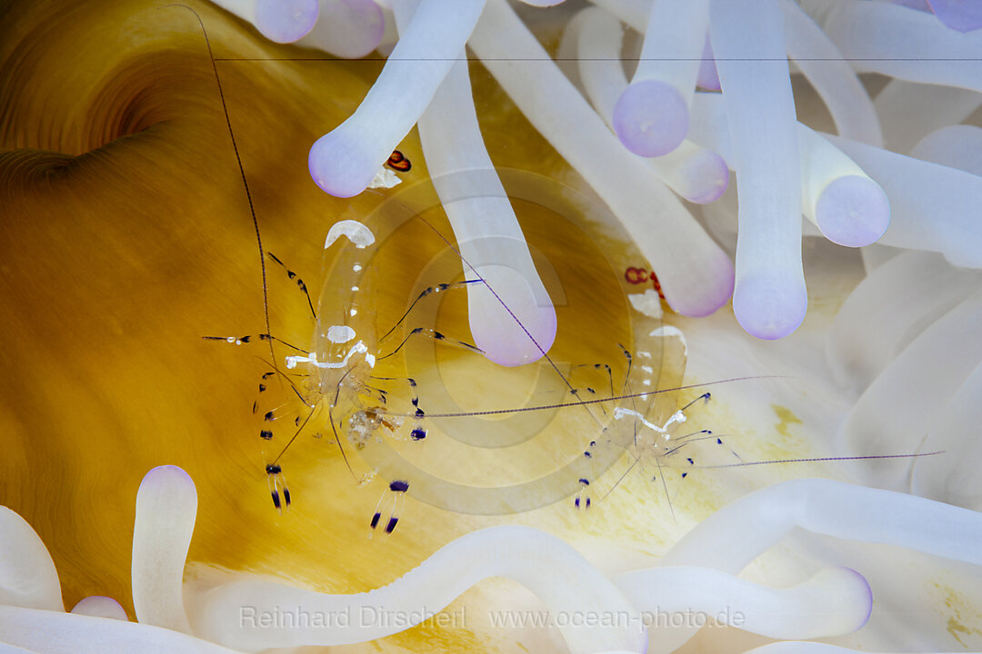 Two Anemone Commensal Shrimps, Periclimenes magnificus, Loon, Bohol, Cebu Strait, Philippine Sea, Philippines