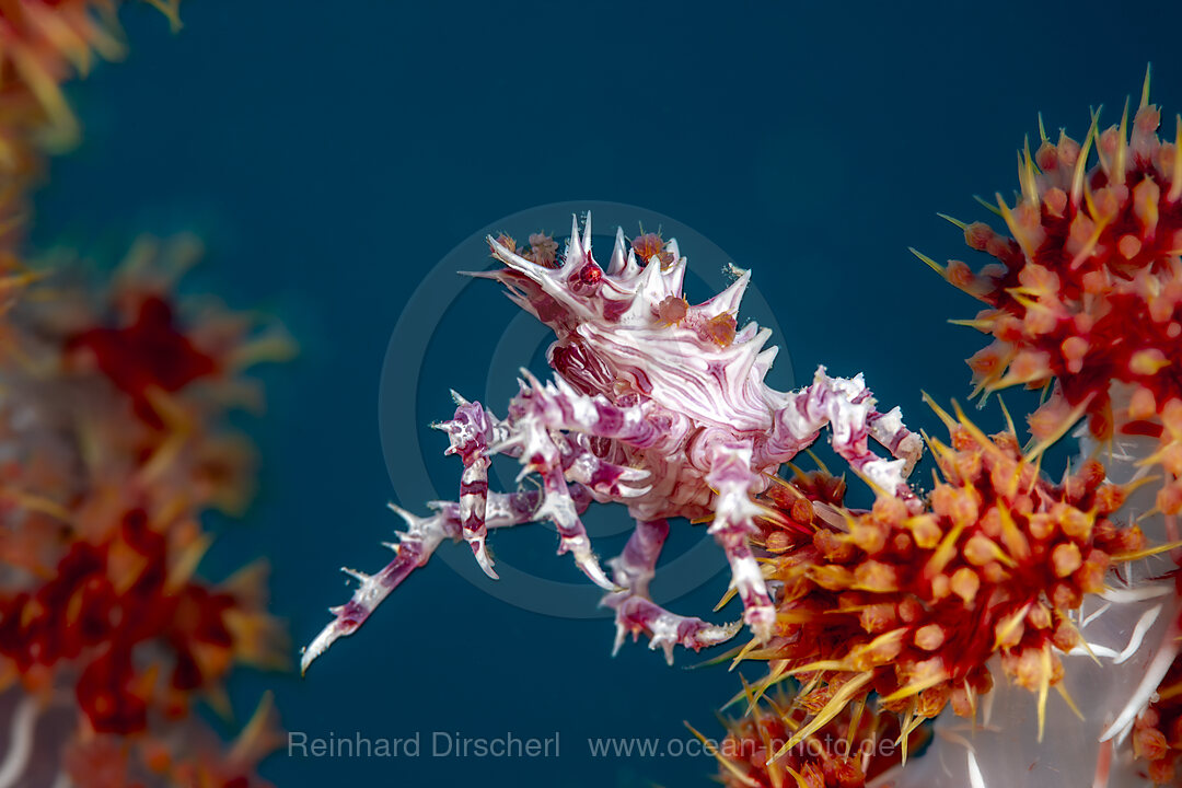 Porcelain Crab in Anemone, Neopetrolisthes maculatus, Loon, Bohol, Cebu Strait, Philippine Sea, Philippines