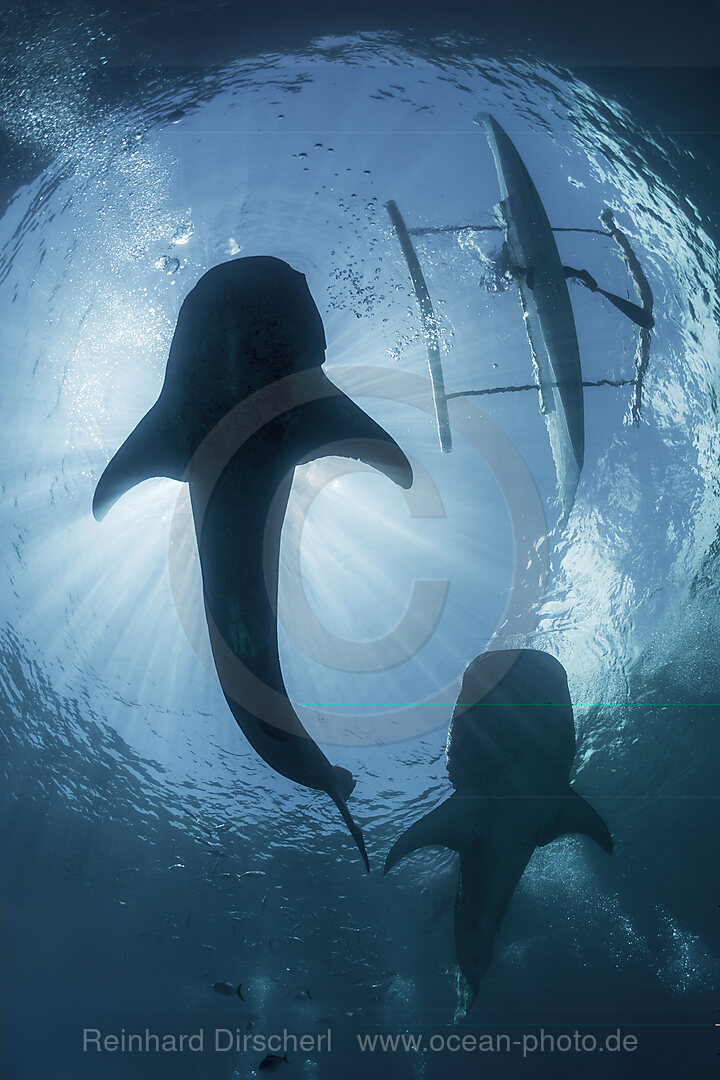 Two Whale Sharks under Bangka, Rhincodon typus, Loon, Bohol, Cebu Strait, Philippine Sea, Philippines