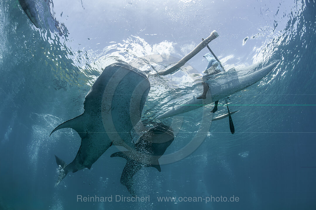 Two Whale Sharks under Bangka, Rhincodon typus, Loon, Bohol, Cebu Strait, Philippine Sea, Philippines